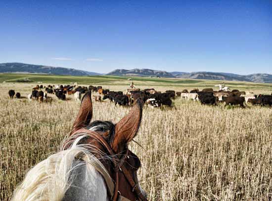 Raising Beef Cattle Raising Beef Cattle