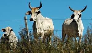 the cattle industry became big business the cattle industry became big business
