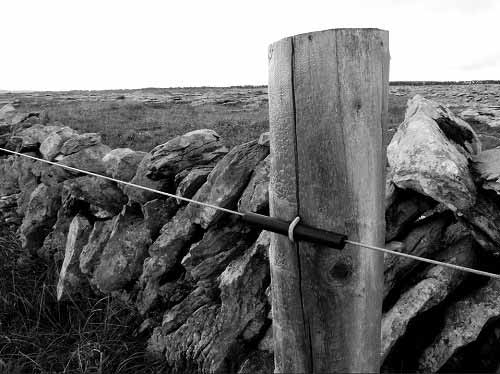 Livestock Fencing Psychology: Training Cattle to Electric ...