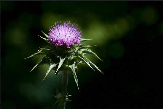 Pasture Weeds Pasture Weeds