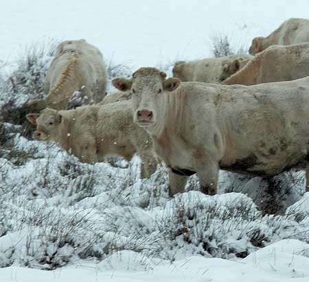 Winter Grazing Strategies