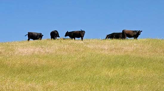Winter Pasture Preparation